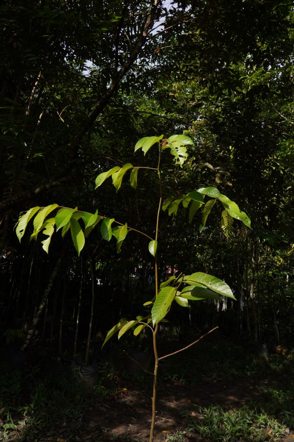 Koperasi Prihatin Sejuta Pokok Program Csr Coopcare Koperasi Prihatin